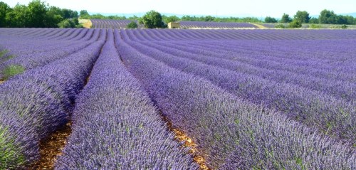 Metà luglio, lungo la strada da Valensole a Manosque